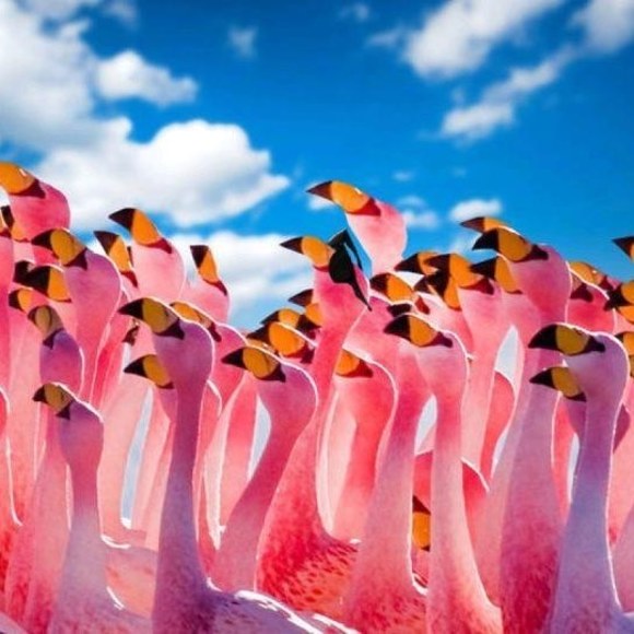 Meet your Posher, Alexandra - Picture 1 of 1